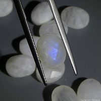 Close up of one oval rose cut rainbow moonstone gemstone with visible blue flash held by tweezers.