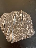 Top side showing polished fossil rock with multiple orthoceras fossils embedded in dark matrix.