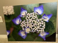 Canvas print showing microphotography of purple flower cluster with small buds and violet-to-white gradient petals.