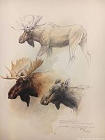 Close-up photo of the lithograph artwork showing three moose heads in naturalistic illustration style with signature and edition number.
