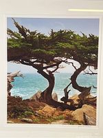Close-up view of signed print showing Monterey Cypress tree by ocean with artist signature in lower right corner