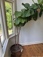 Photo showing large fiddle leaf fig plant with two main woody stems and large green leaves, some with browning edges, potted in a round brown pot with visible soil.