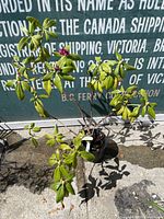 Full view of Rhododendron plant with green leaves and flower buds in black nursery pot on concrete ground.