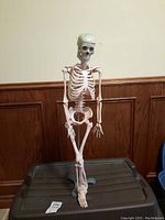 Full height view showing the skeleton model standing on a metal stand with detailed bones and skull.