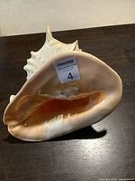Large natural seashell conch approximately 10.5 inches, shown from the opening side.