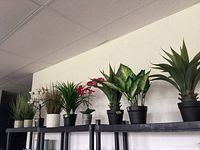 Wide shot showing nine faux plants on two black shelves, various ceramic and plastic pots, about 20 inches tall each