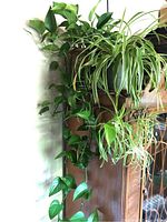 Two potted indoor plants; a pothos vine trailing beside a spider plant's long striped leaves in a hanging pot