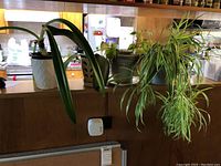 Four potted plants displayed on a kitchen counter including a spider plant with long variegated leaves and three other leafy foliage plants.