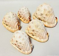 All five natural seashells grouped together on flat surface showing size and condition