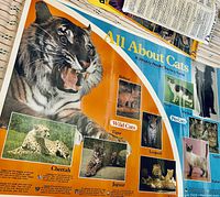 Poster titled 'All About Cats' with images and information on wild cats such as tiger, cheetah, jaguar, bobcat, and domestic pet cats.