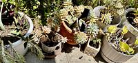 Multiple pots containing various succulents and leafy plants arranged outdoors on the ground under sunlight, showing different types and sizes with some pots having soil visible.