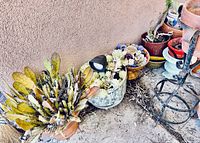 Succulents, pots, and metal plant stands arranged against a stucco wall. Includes both living and artificial succulents, soil visible in pots.