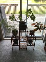 Wide view of five potted plants arranged on wooden shelves by a window with sunlight.