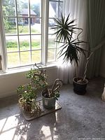 Three live plants near a window, with two smaller plants placed on a beige mat and a tall Dracaena plant standing alone.