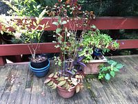 Three live potted plants on a wooden deck showing varied foliage and pot styles.