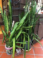 Overview of three snake plants in pots showing plant height and leaf patterns.