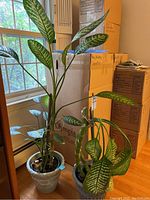 Two potted indoor plants by window with moving boxes in background