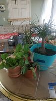 Photo showing five live potted house plants arranged on a table, with a large ponytail palm in a blue plastic pot and multiple smaller leafy and succulent plants in terracotta pots.