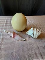 Photo showing large ostrich egg standing upright with vintage conch shell and collector's seashell on acrylic stand arranged beside it on table.