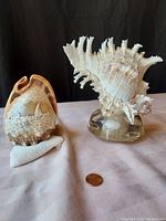Two conch shell night lights photographed side by side with a penny for scale, showing the detailed carvings on one shell and spiny texture of the other.