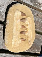 Front view showing four large fossil teeth embedded in yellowish sedimentary rock base.