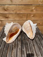 Two large seashell conches side by side on a wooden surface showing opening and smooth interior textures.