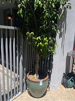 Ficus tree with braided trunk in ceramic pot placed outdoors next to metal gate and wall, with plant soil and few small leaves on soil surface.