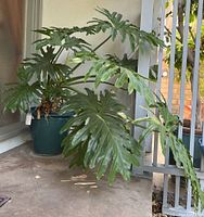 Over 5-foot wide Thaumatophyllum Xanadu plant with large lobed leaves in a green earthenware pot placed outdoors on a concrete porch area.