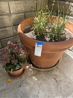 Both potted plants outdoors on stone patio, one large terra cotta pot with multiple plants, one smaller terra cotta pot with leafy plant.
