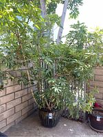 Frontal view of large leafy potted plant in black glazed ceramic pot beside brick wall outdoors.