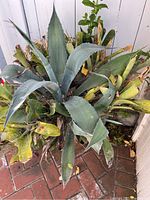Top view of the large agave plant and surrounding succulents in terra-cotta pot showing blue-green thick leaves and some leaf damage.