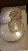Two polished nautilus shell halves on foam background