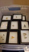 Multiple black display cases filled with fossilized shark teeth of various sizes and colors, arranged inside a clear plastic container.