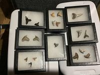 Photo showing multiple rectangular black display cases with clear tops, each containing 1 to 4 different shark teeth on white cushioned backgrounds, laid out on a white surface.