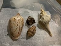 Close-up of three different seashells showing natural brown, white, and beige patterns and textures.