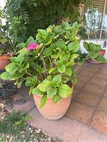 Live hydrangea plant with green leaves and pink flowers in a terracotta pot on a tiled porch.