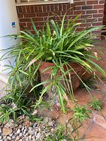 Full view of live leafy green plant growing in weathered terra-cotta pot on brick patio.
