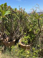 View of two live plants in large brown plastic pots with thick stems, leafy branches and flower clusters.