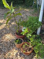Six live plants pictured outside on gravel with terracotta and plastic pots, showing variety including mint and leafy plants.