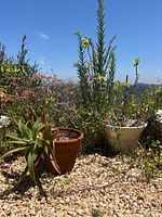 Two potted live plants outdoors on gravel, one succulent with thick spiky leaves in a terracotta pot and one tall slender plant in a white ceramic pot under sunlight.