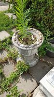 Photo of one concrete planter with a tall green plant and pebbles around the rim, showing surface cracks and weathering.