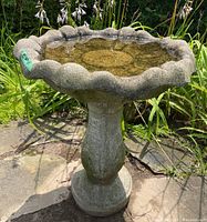 Concrete bird bath full height view showing scalloped edge basin filled with water and round pedestal base, surrounded by garden greenery.