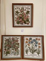 Three framed vintage botanical flower prints displayed on a wall, showing overall condition and frames