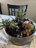 Photo of a metal pot containing several succulents and cacti plants, showing variety and soil