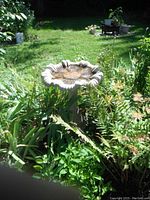 Concrete bird bath in garden surrounded by plants with weathered basin and scalloped edges.