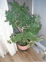 Photo of a healthy-looking dwarf umbrella tree plant about 4 feet tall, placed indoors in a pink pot on a wooden floor near window and curtains.