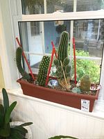 Four cactus plants in rectangular planter on windowsill from side angle