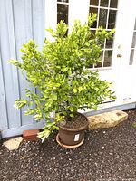 Full view of citrus tree in brown planter outdoors against building