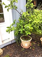 Full view of the citrus tree with dense foliage in the decorative planter next to a blue wall and white door
