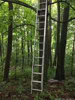 Full extended view of the 20 ft aluminum extension ladder leaned against a tree in a wooded area.